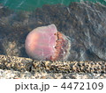 エチゼンクラゲ