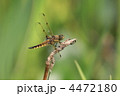 ヨツボシトンボ