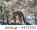 キングチーター