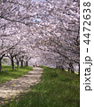 桜並木