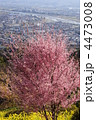 菜の花畑とおかめ桜　松田山にて
