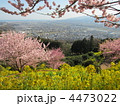 菜の花畑と春めき桜・おかめ桜　松田山より相模湾方向を望む