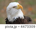 ハクトウワシ