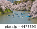 2012年４月7日　千鳥ヶ淵　桜