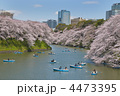 2012年４月7日　千鳥ヶ淵　桜