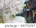 祇園白川の桜