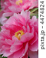 牡丹★春の花★4月の花