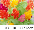 フサゲイトウ