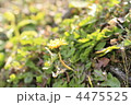 4475525