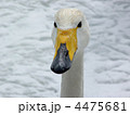高松の池の白鳥