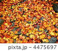 紅葉落葉