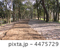 堺市大泉緑地公園の樹の路
