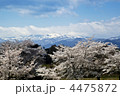 釜房湖の桜と蔵王連峰