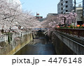 目黒川の桜