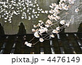 目黒川の桜
