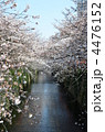 目黒川の桜
