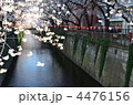 目黒川の桜