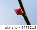 梅の蕾
