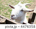 白いヤギ