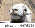 ヤギさんの鼻と口