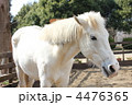 白い馬