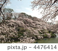 千鳥ヶ淵の桜