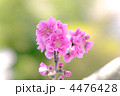 ハナモモ