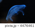 クラゲ