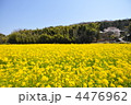 菜の花畑と香具山