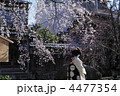 春の祇園白川