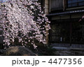 春の祇園白川