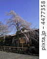春の祇園白川