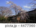 春の祇園白川