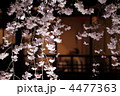 祇園白川の夜桜　