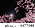 夜桜に月
