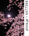 夜桜に月