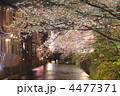祇園白川の夜桜　