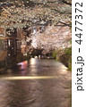 祇園白川の夜桜　