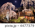 祇園白川の夜桜　