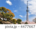 東京スカイツリーと桜