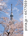 東京スカイツリーと桜