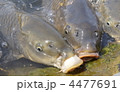 4477691