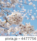 桜の花、ひとふさ　神田川