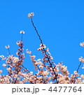ビビッドな青空と上に伸びる桜の枝