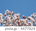 ソメイヨシノ