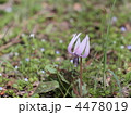 4478019