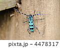 夏の甲虫　～ルリボシカミキリ～