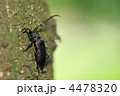 夏の甲虫　～ノコギリカミキリ～