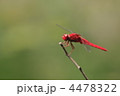 夏のトンボ　～ショウジョウトンボ～