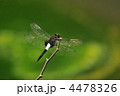 夏のトンボ　～コシアキトンボ～